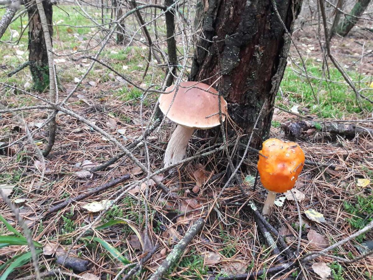 Лазурний Берег Pulemets Luaran gambar